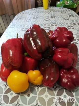 Продаю рассаду томатов перцев,кабачков,тыкв огурцо