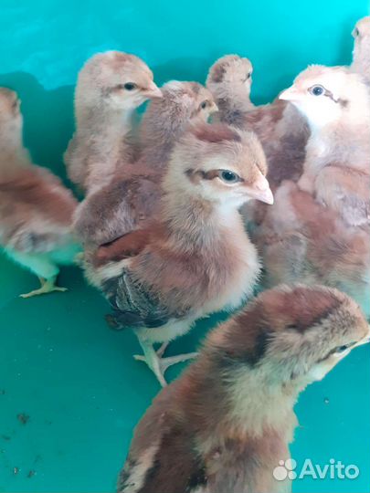 Инкубационное яйцо билифелдеров