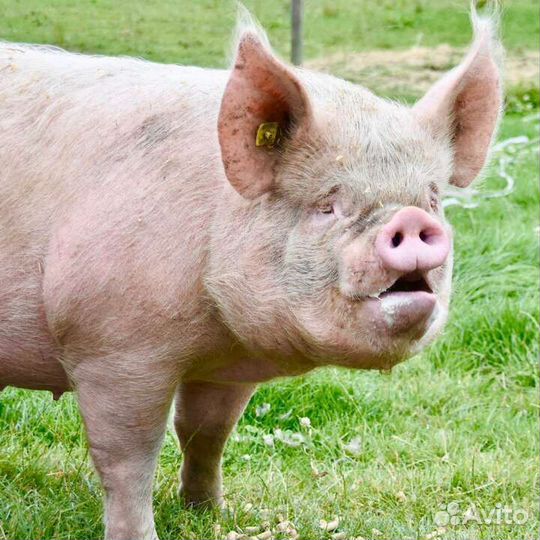 Продам хряка