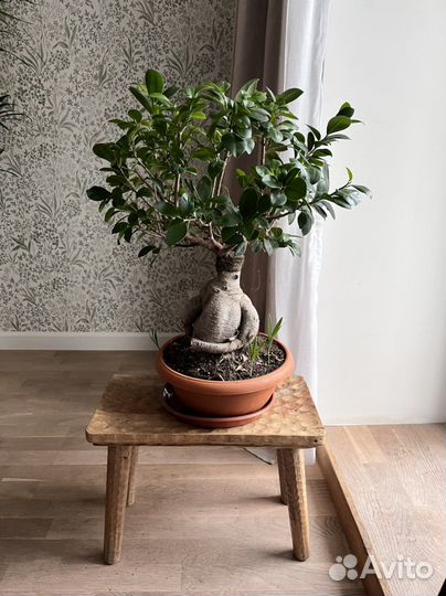 Большой бонсай 60 см