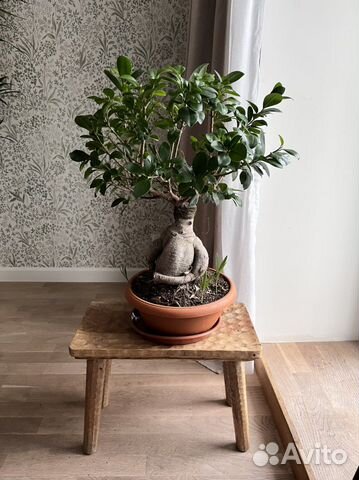 Большой бонсай 60 см