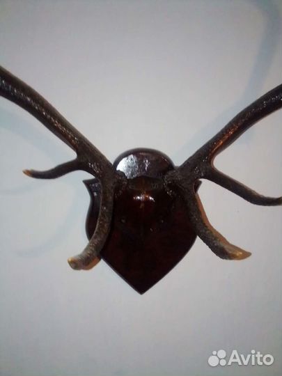 Рога оленя. Изюбрь