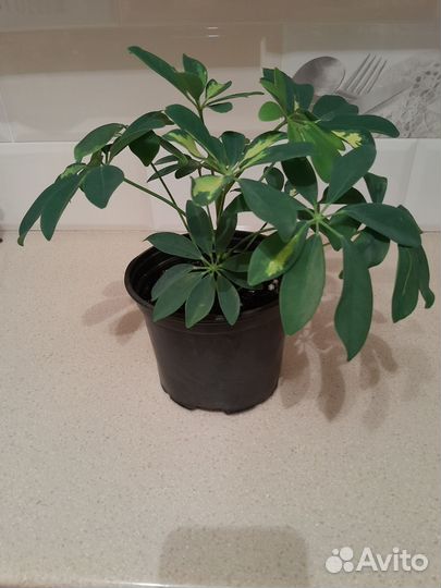 Фикус бенджамина 600,толстянка 400,шефлера 900