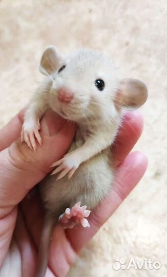 Крысятки дамбо клетки