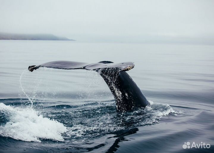 Путешествие в Териберку с детьми