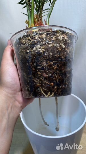 Цикас революта