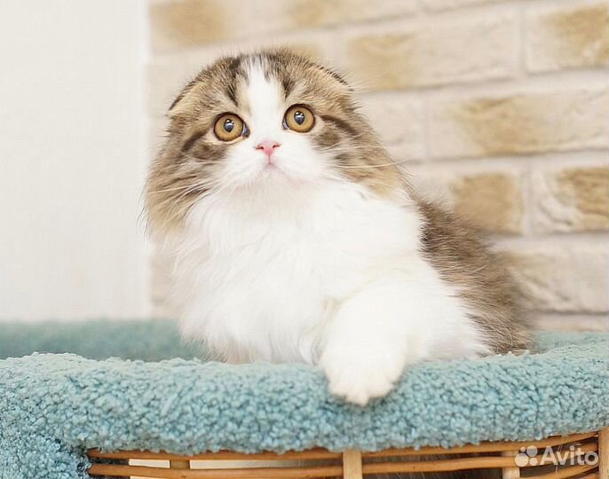 Шотландская вислоухая девочка