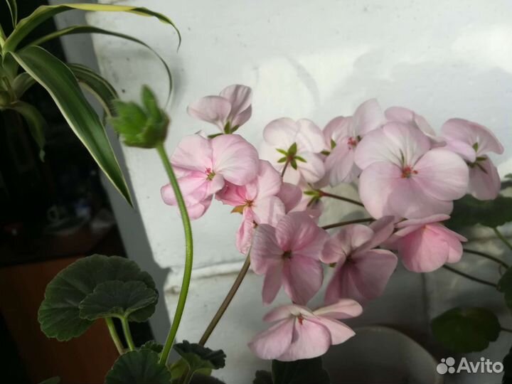 Пеларгония королевская и шоколадная