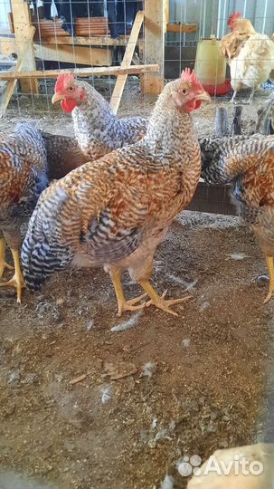 Мускусные утки