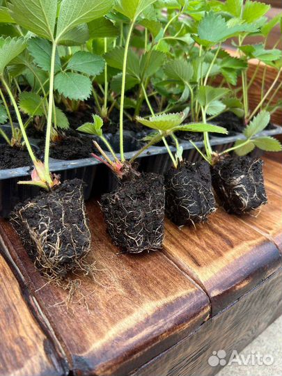 Рассада клубники опт/розница