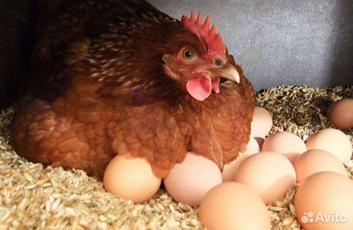Продам молоко коровье