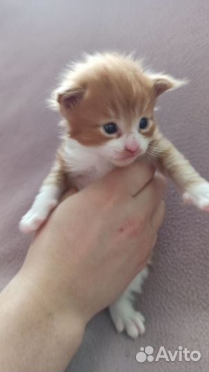 Котята мейн-кун