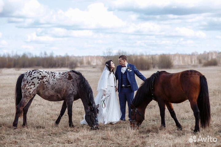 Конные прогулки на пони верхом и в двуколке