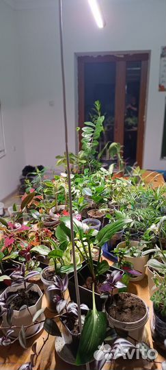Комнатные растения цветы