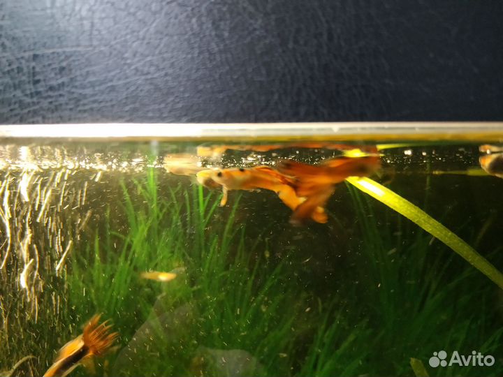 Рыбки Гуппи