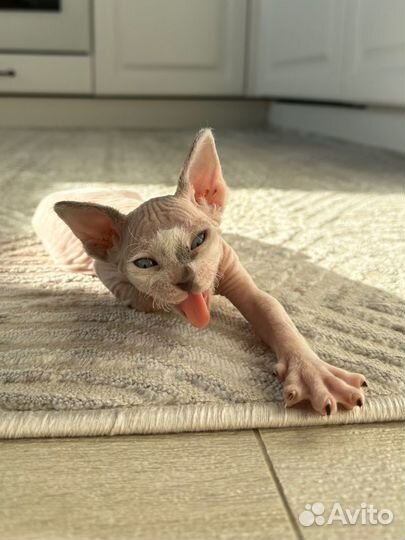 Канадский сфинкс котята