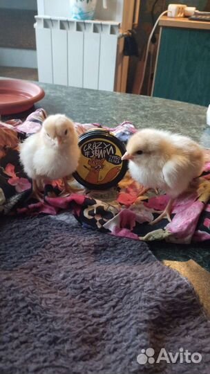 Цыплята.Курочки