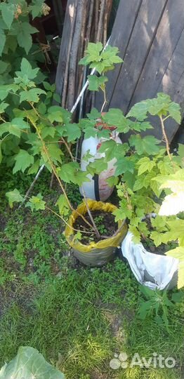 Саженцы смородины