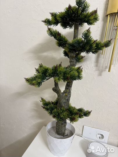 Дерево бонсай