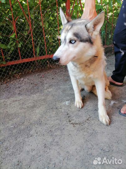 Сибирский хаски