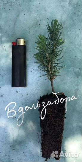 Ель колючая голубая