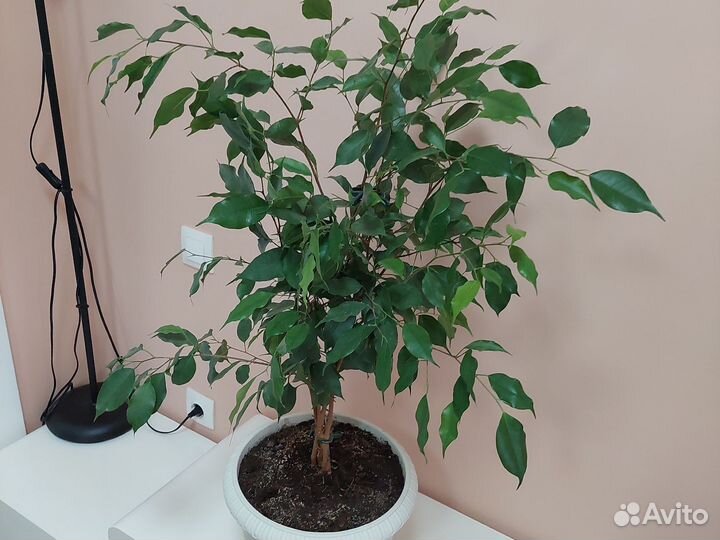 Фикус бенджамина