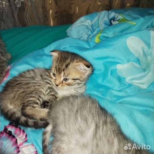 Шотландские котята