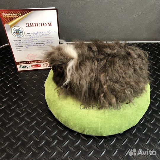 Морская свинка альпака