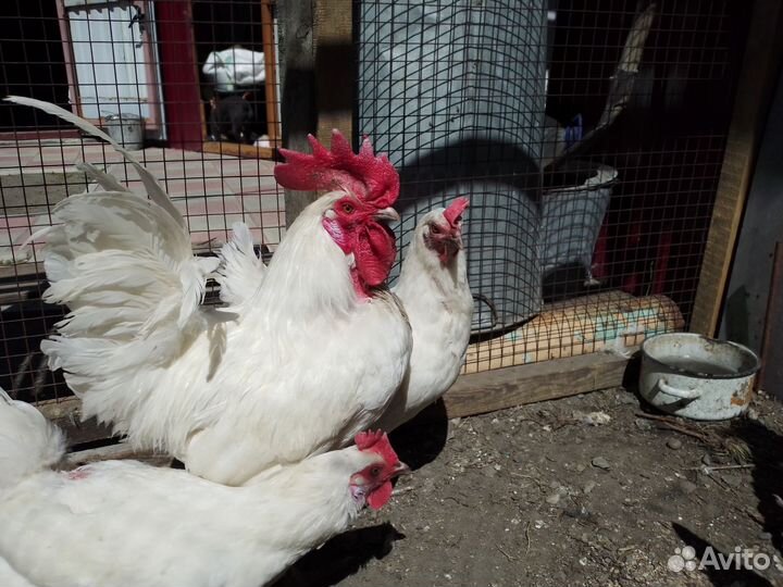 Породные куры