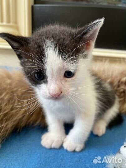 Двухцветный котенок в добрые руки