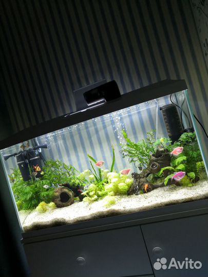 Тернеции и барбусы