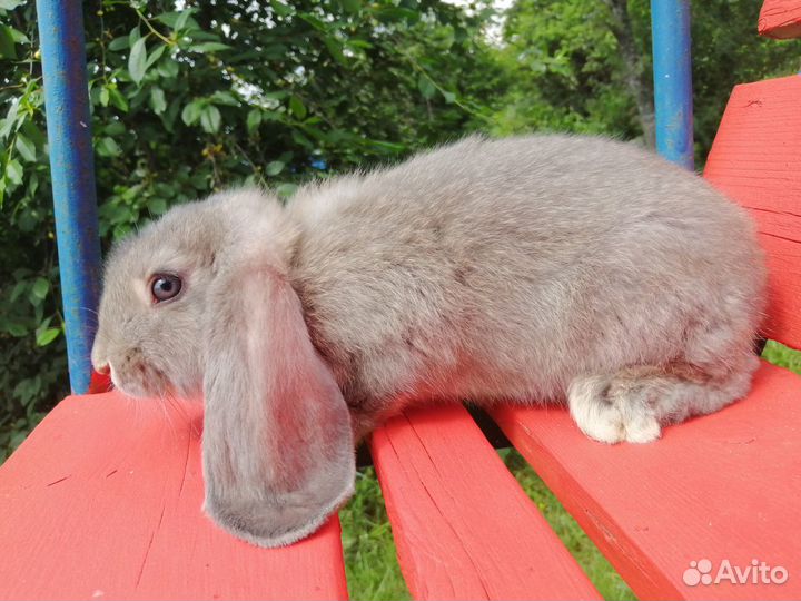 Продам кроликов