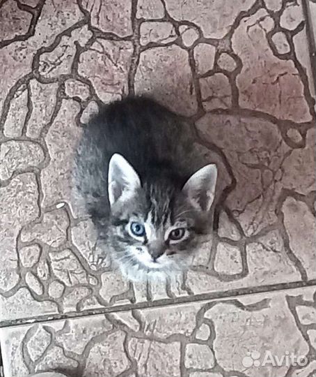 Котята. мальчики и девочка