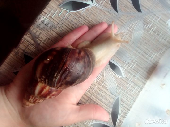 Улиточки ахатины разные