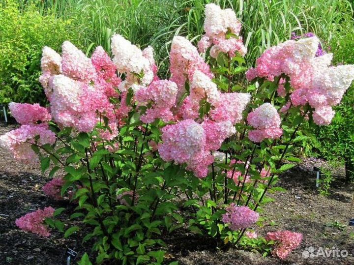 Гортензия метельчатая черенки Ванилла Фрайз