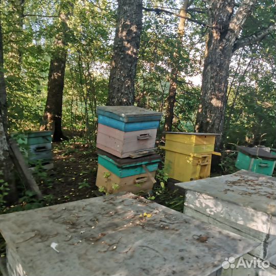 Пчелы пасека