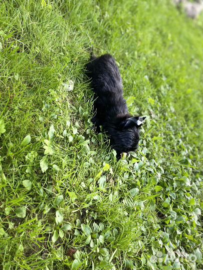 Йорк мальчик