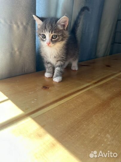 Котенок девочка в добрые руки