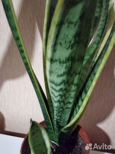 Сансевиерия Футура Суперба трёхцветная