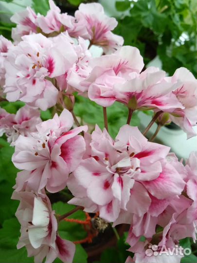 Пеларгония герань сортовая