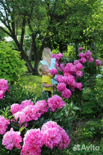 Деленки пион розовый махровый корни Сара Бернар