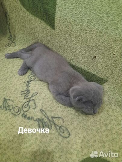 Котята Британцы