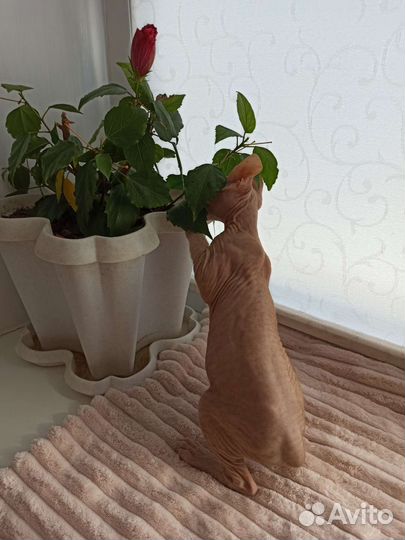 Донской сфинкс