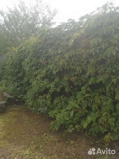 Саженцы девичий виноград