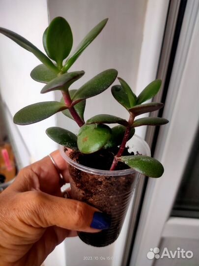 Толстянка крассула (Денежное дерево)