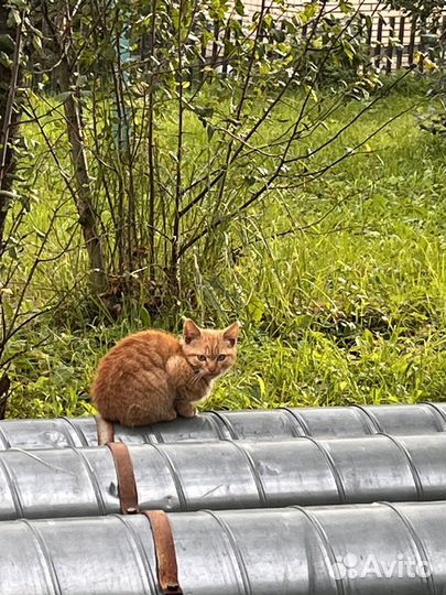 Котик в дар