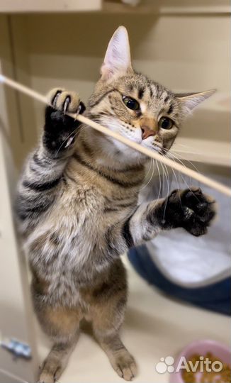 Спасите Магги