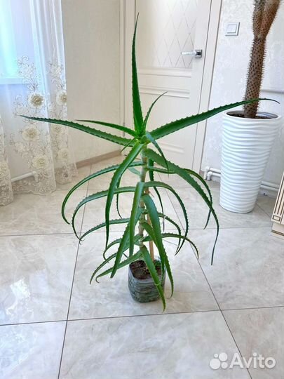 Алоэ лечебный