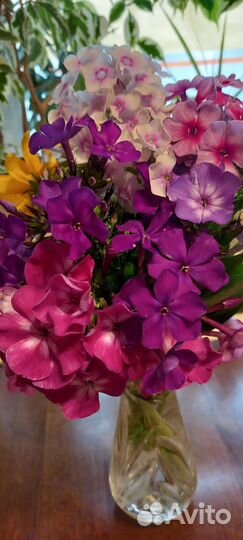 Многолетние садовые цветы