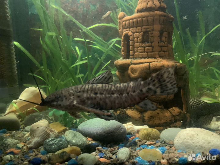 Сомики таракатум